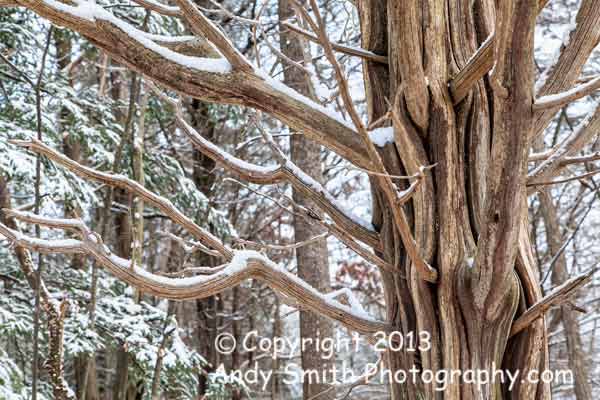 Old Tree in the Snow